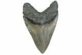 Fossil Megalodon Tooth - North Carolina #381360-2
